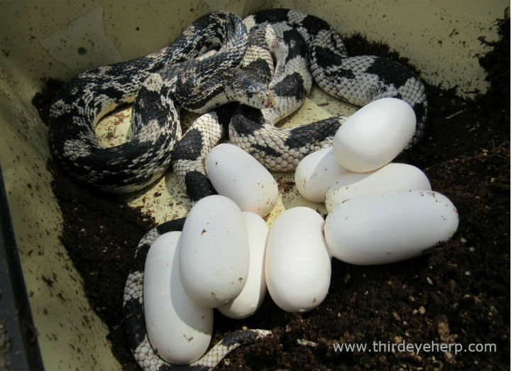 Northern Pine Snake
